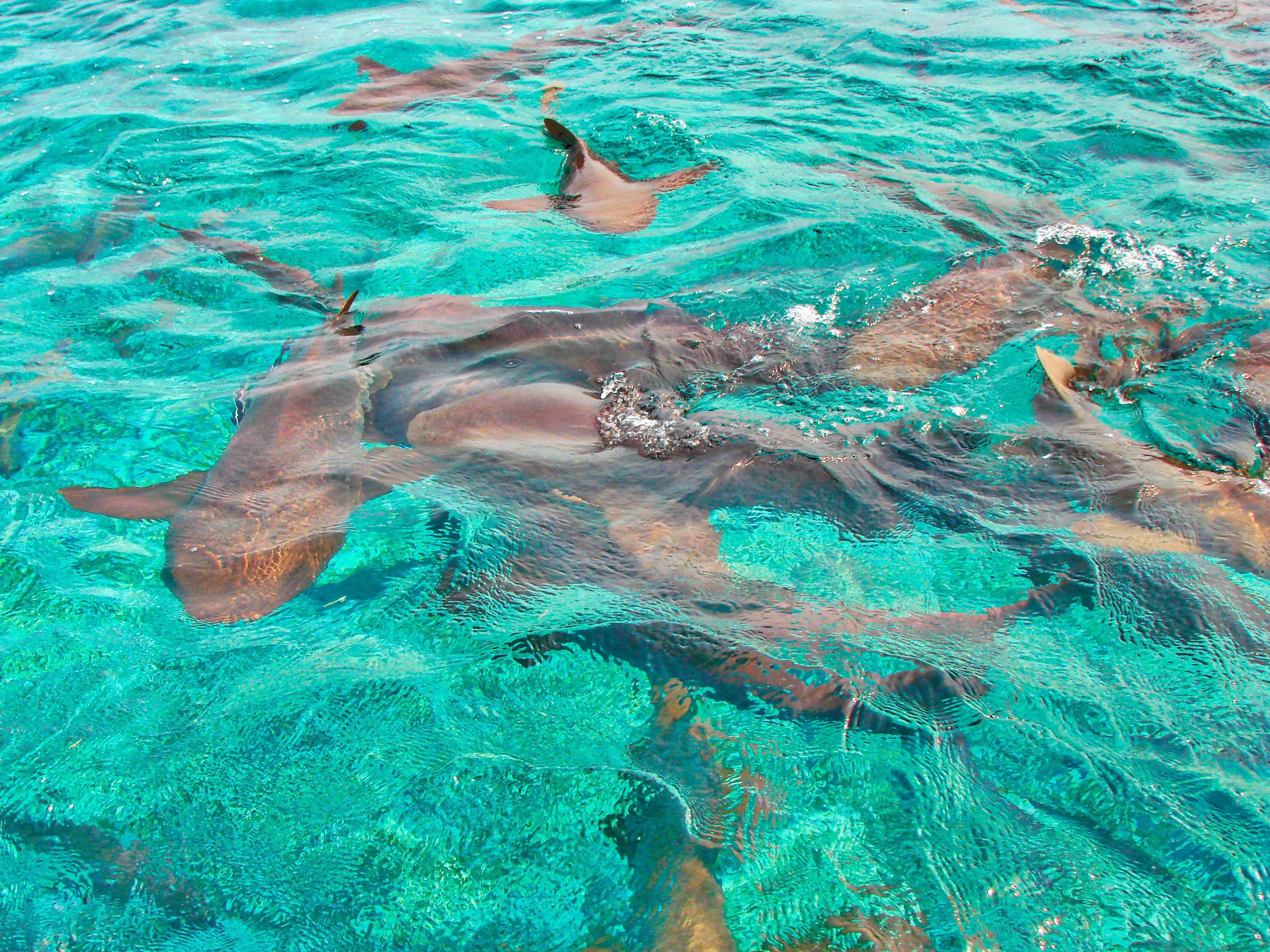 Belize Travel Tour - Caye Caulker 54