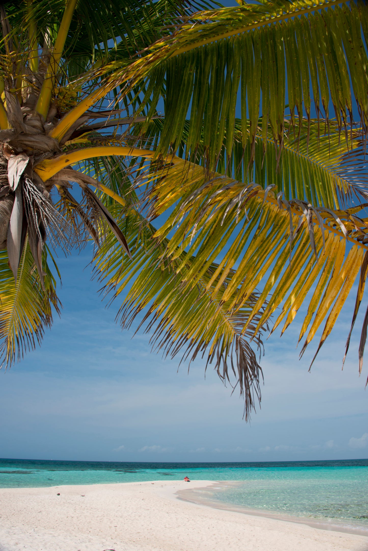 Optional Goffs Caye Snorkeling Tour