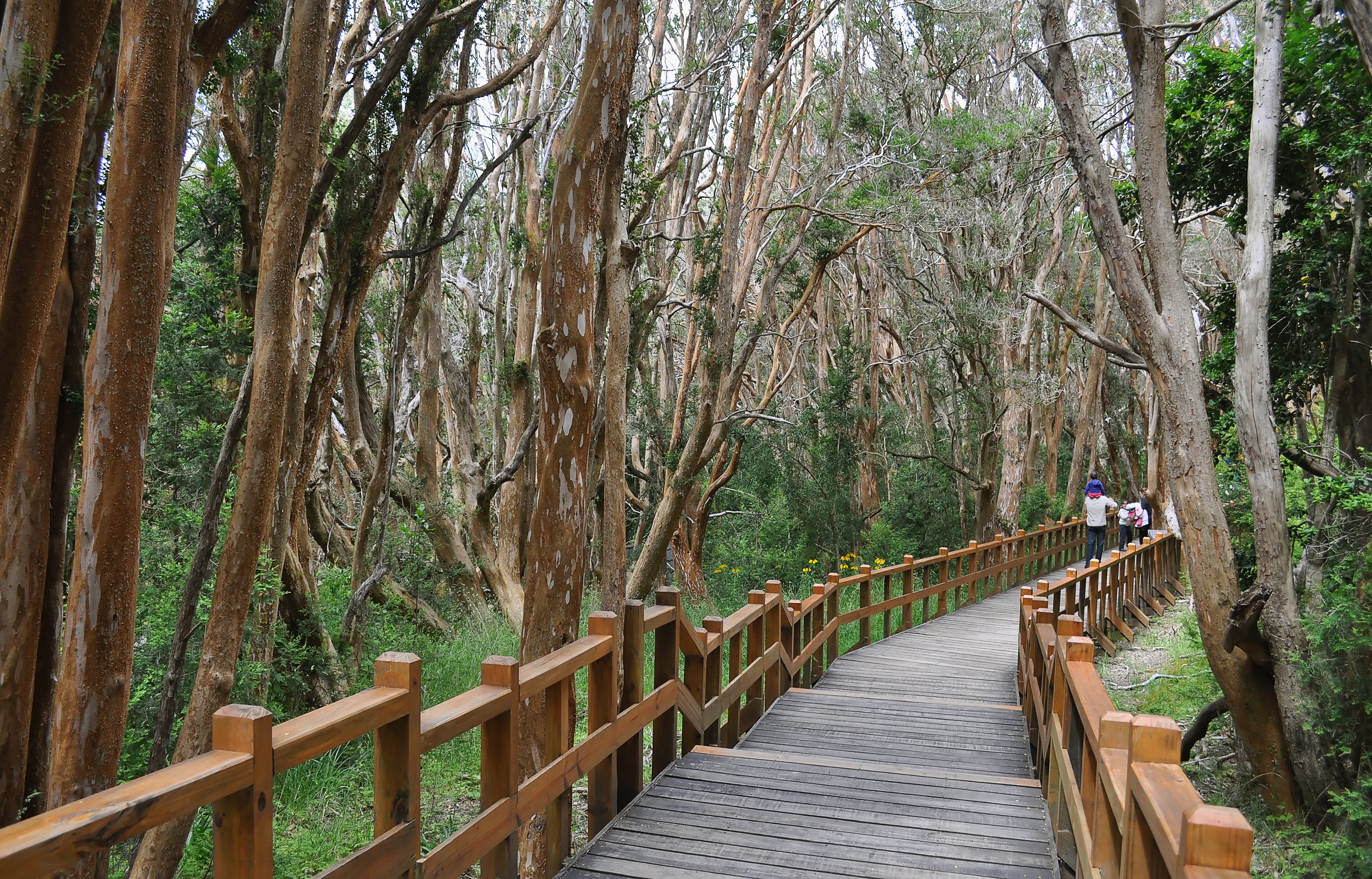 Bosque Arrayanes