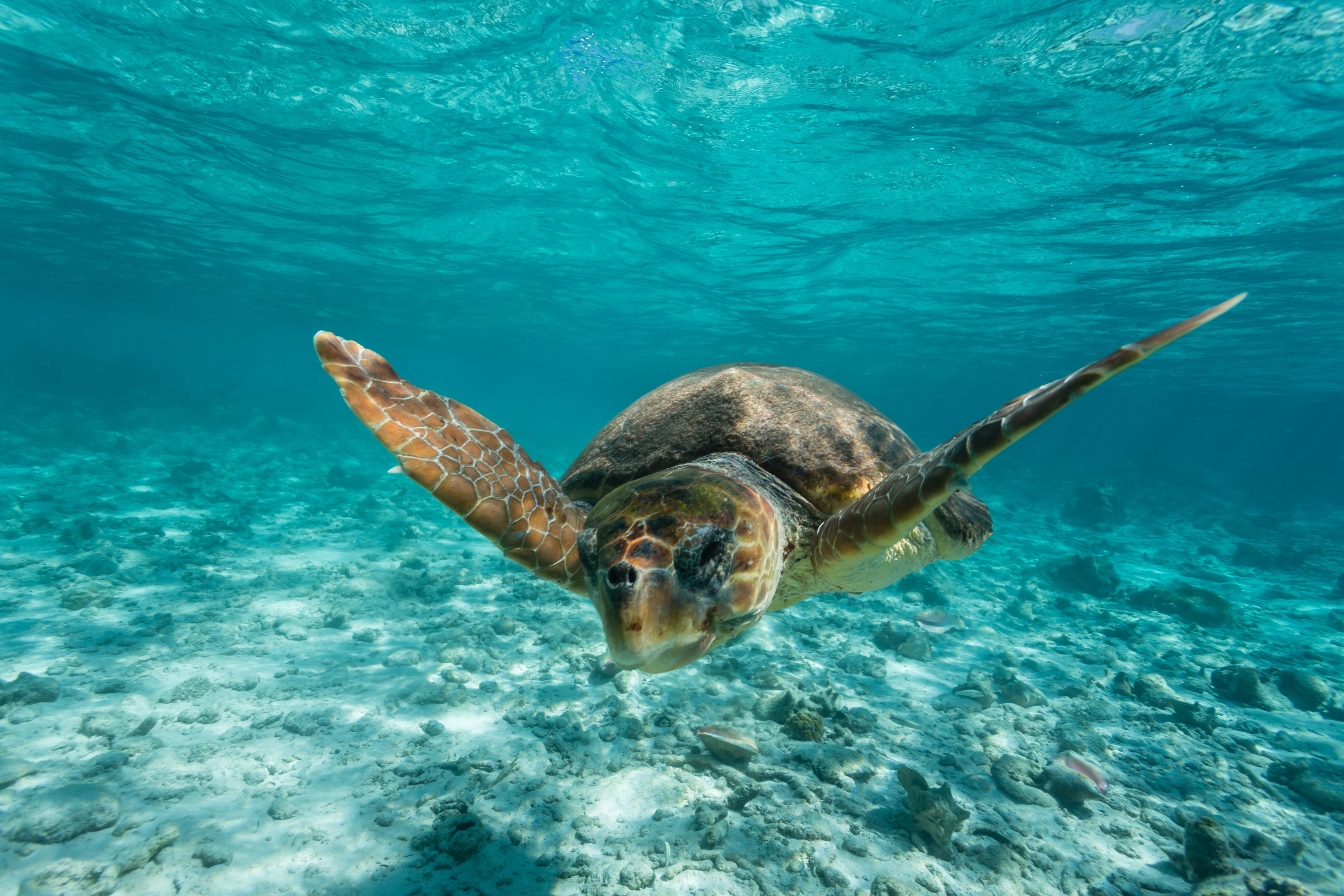 Hol Chan Marine Reserve