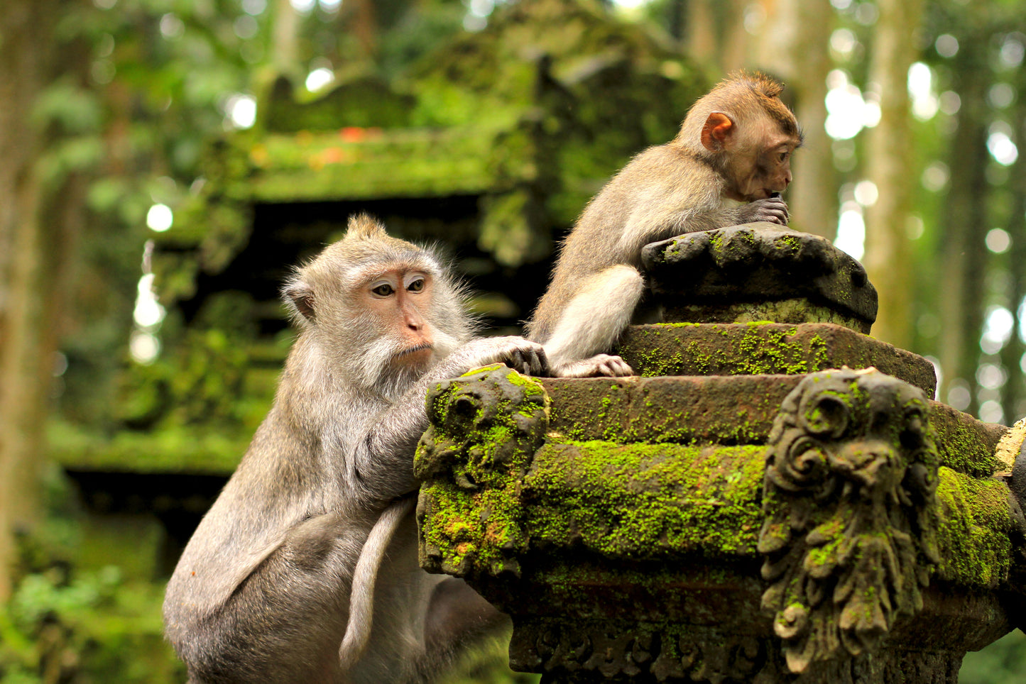 Sangeh Monkey Forest