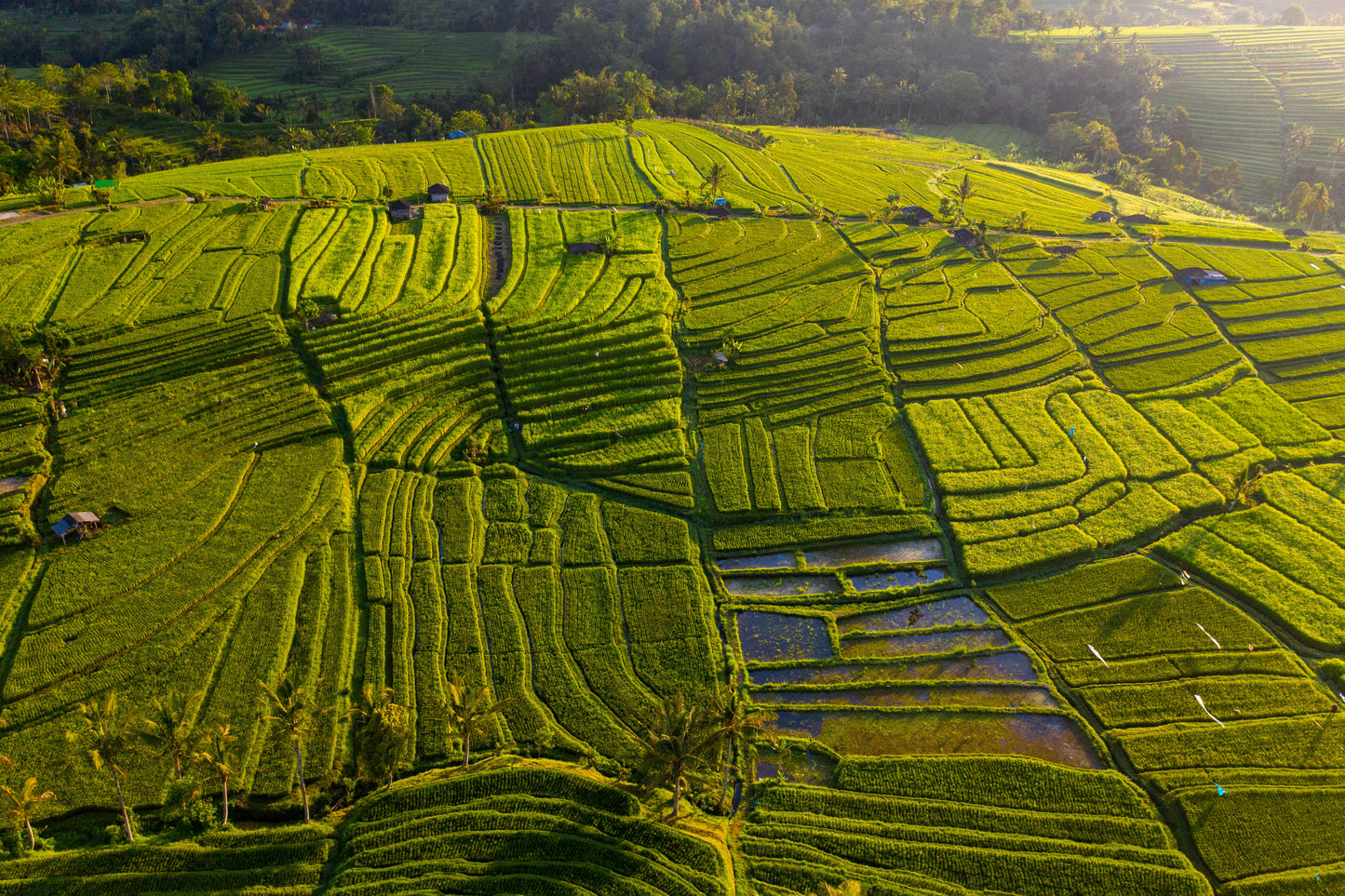 Jatiluwih Rice Terrace