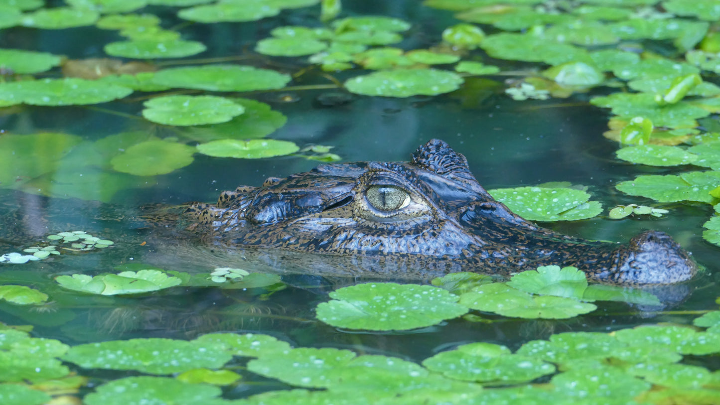 Tortuguero