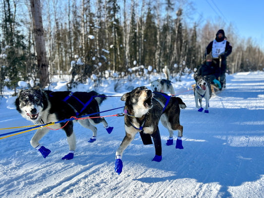 Dog Sled Tour