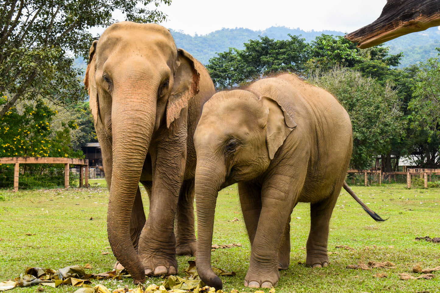 Elephant Sanctuary