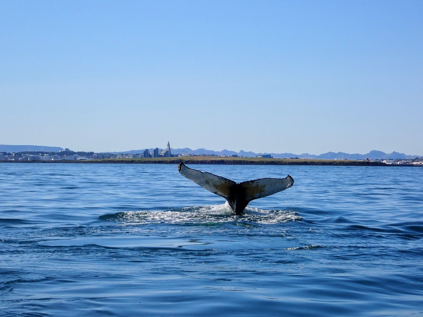 Whale Watching