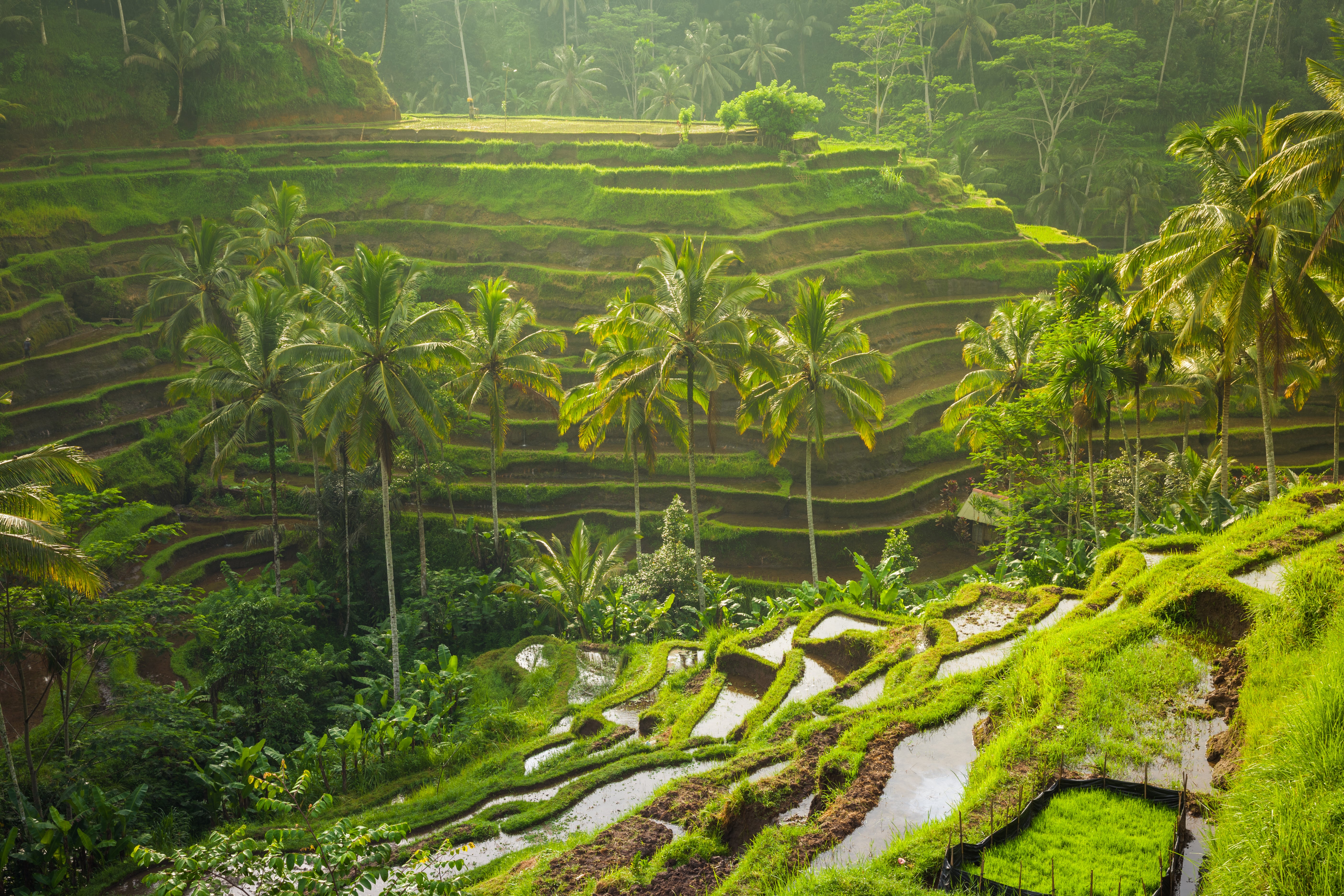 Tega Lalang Rice Terrace