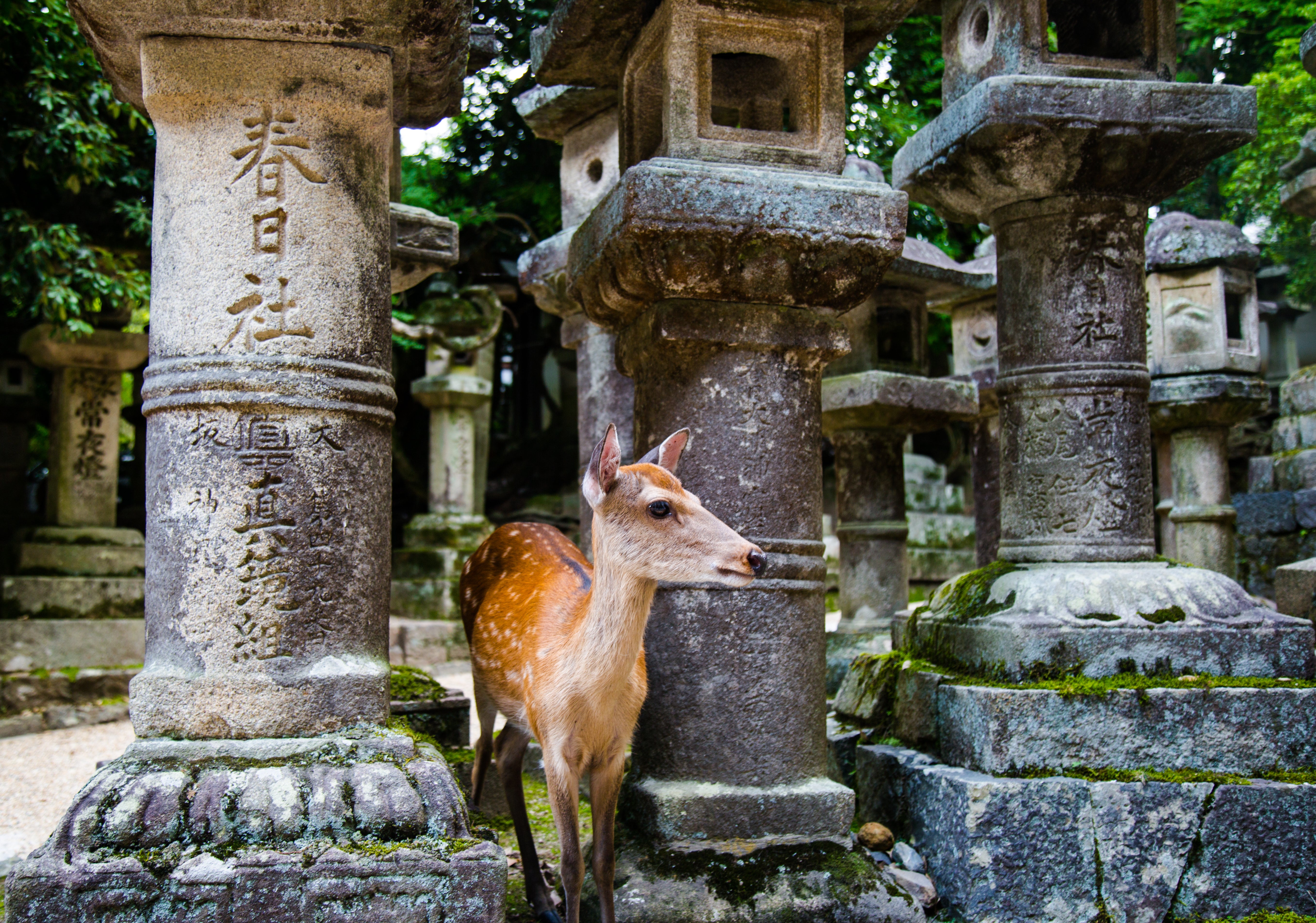 Nara Excursion