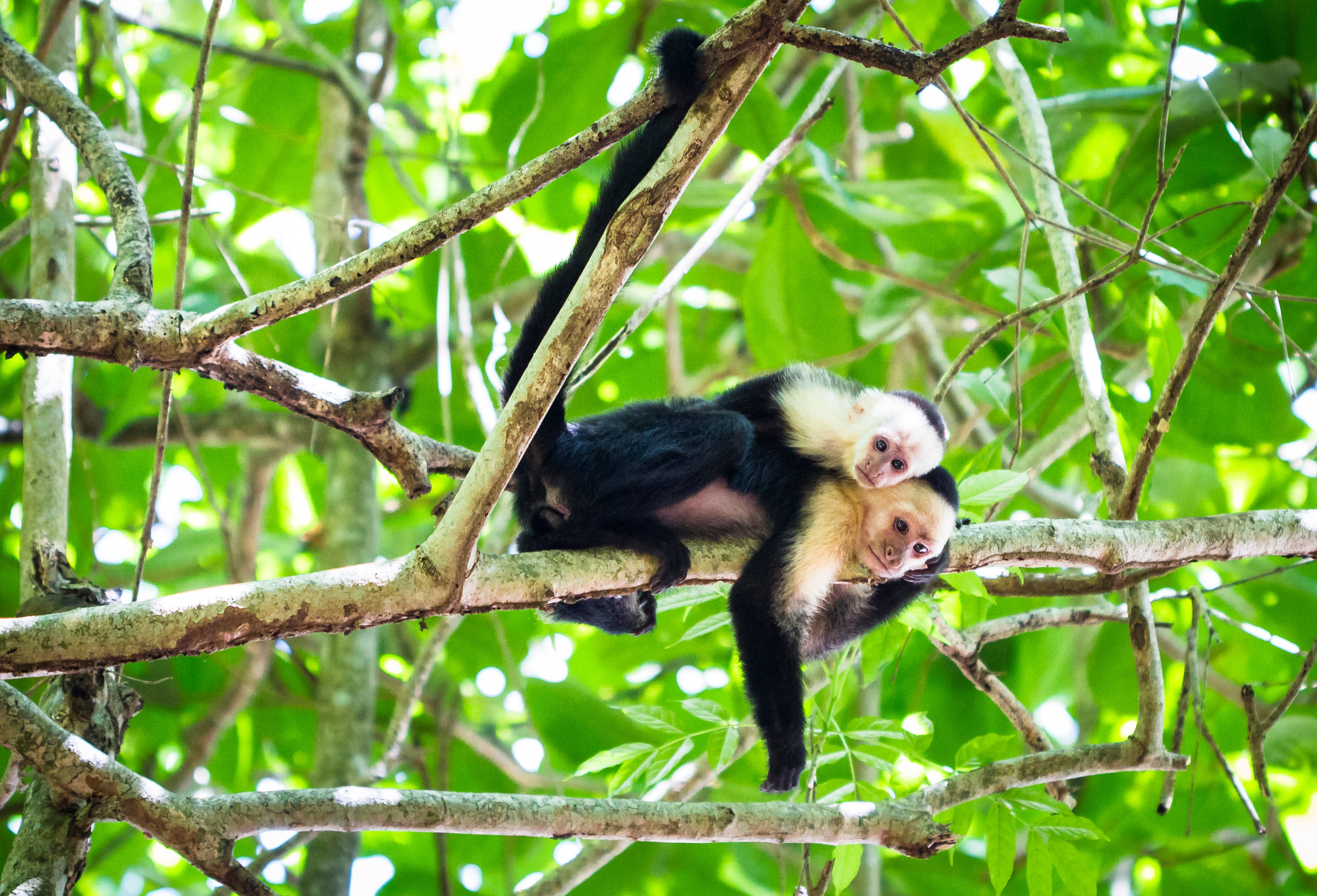 Tortuguero National Park