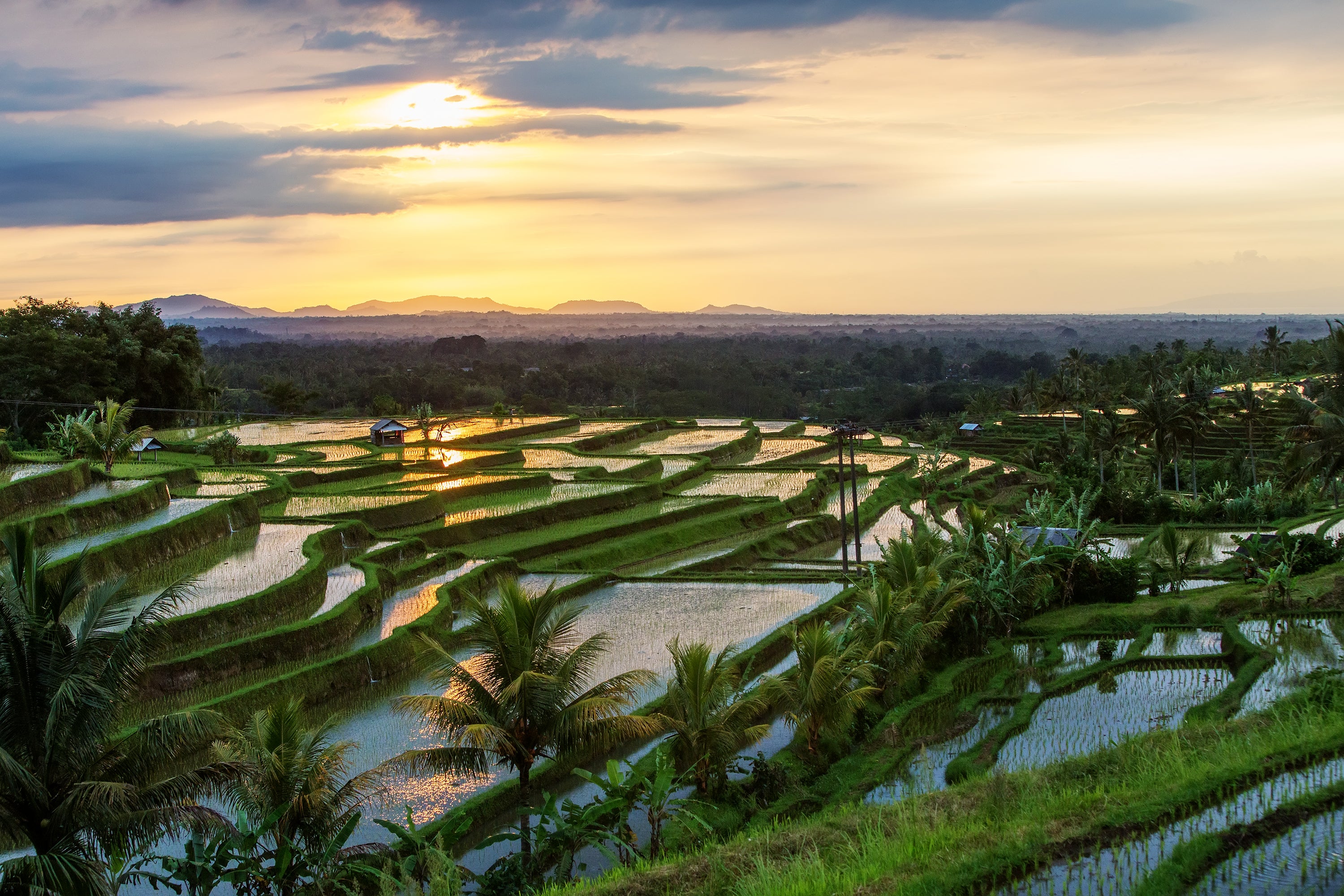 Jatiluwih Rice Terrace