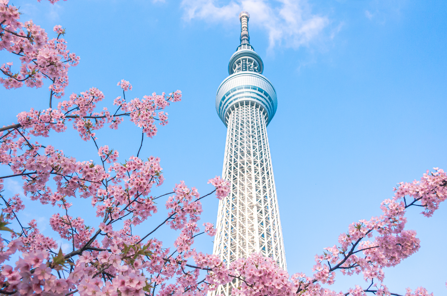 Japan Travel Tour 629